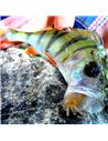 Рибальська форма для силіконових приманок Gammarus 3 дюймів ID B69 від Manz