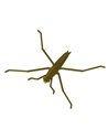 Рибальська форма для силіконових приманок WaterStriderBait 0,8 дюймів ID B126 від Bugmolds