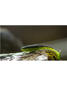 Їстівний силікон Віброхвіст Fatik 2.8" колір 16 Kiwi UV... 2