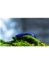Съедобный силикон Виброхвост Fatik 2.8" цвет June Bug UV количество в пачке 5шт