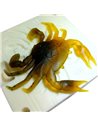 Рибальська форма для силіконових приманок 3dCrab 1,4 дюймів ID C197 від SavageGear